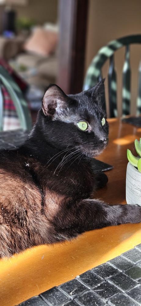 Miss Kitty, a Adoptable Domestic Short Hair in Lorain, OH image 2/5