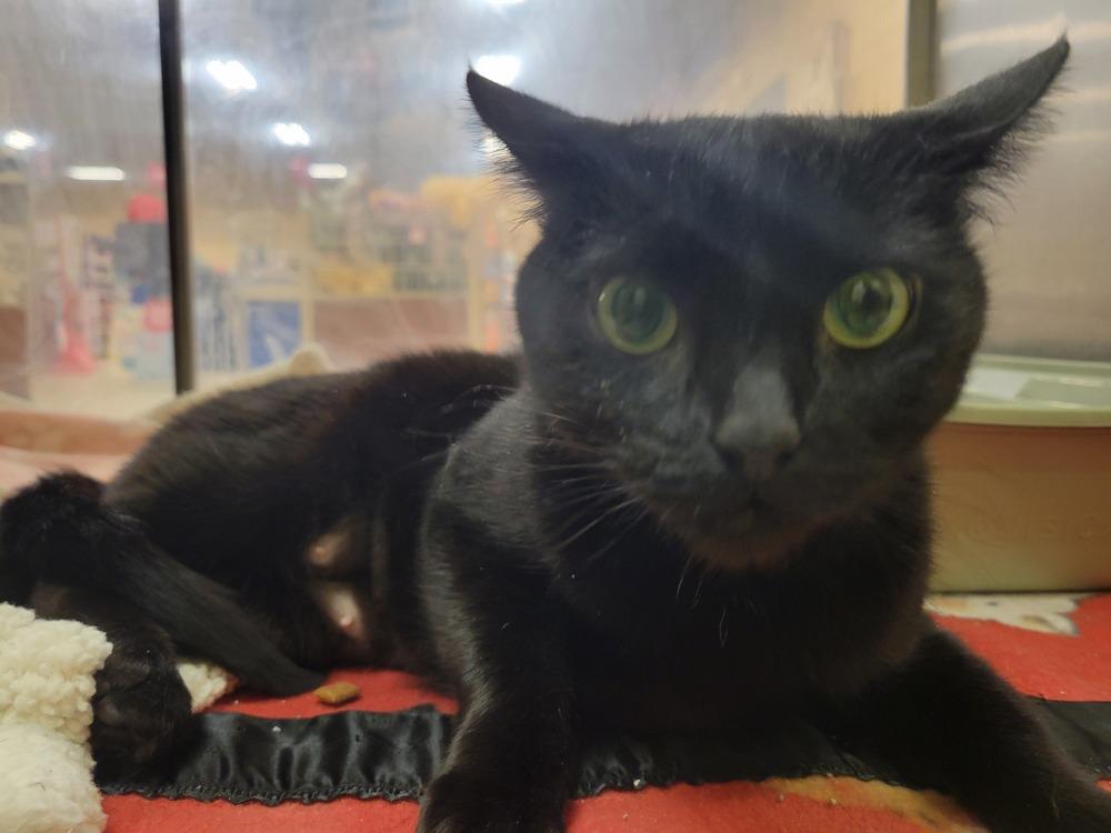 Miss Kitty, a Adoptable Domestic Short Hair in Lorain, OH image 3/5