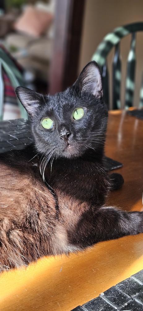 Miss Kitty, a Adoptable Domestic Short Hair in Lorain, OH image 4/5