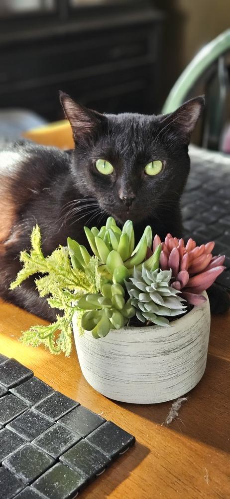 Miss Kitty, a Adoptable Domestic Short Hair in Lorain, OH image 5/5