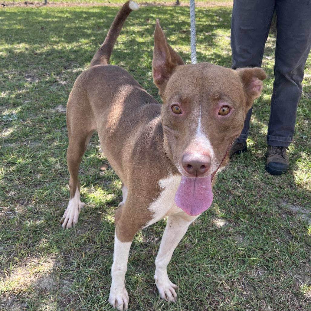 Lorrie Morgan, Adoptable, Young Female Mixed Breed.