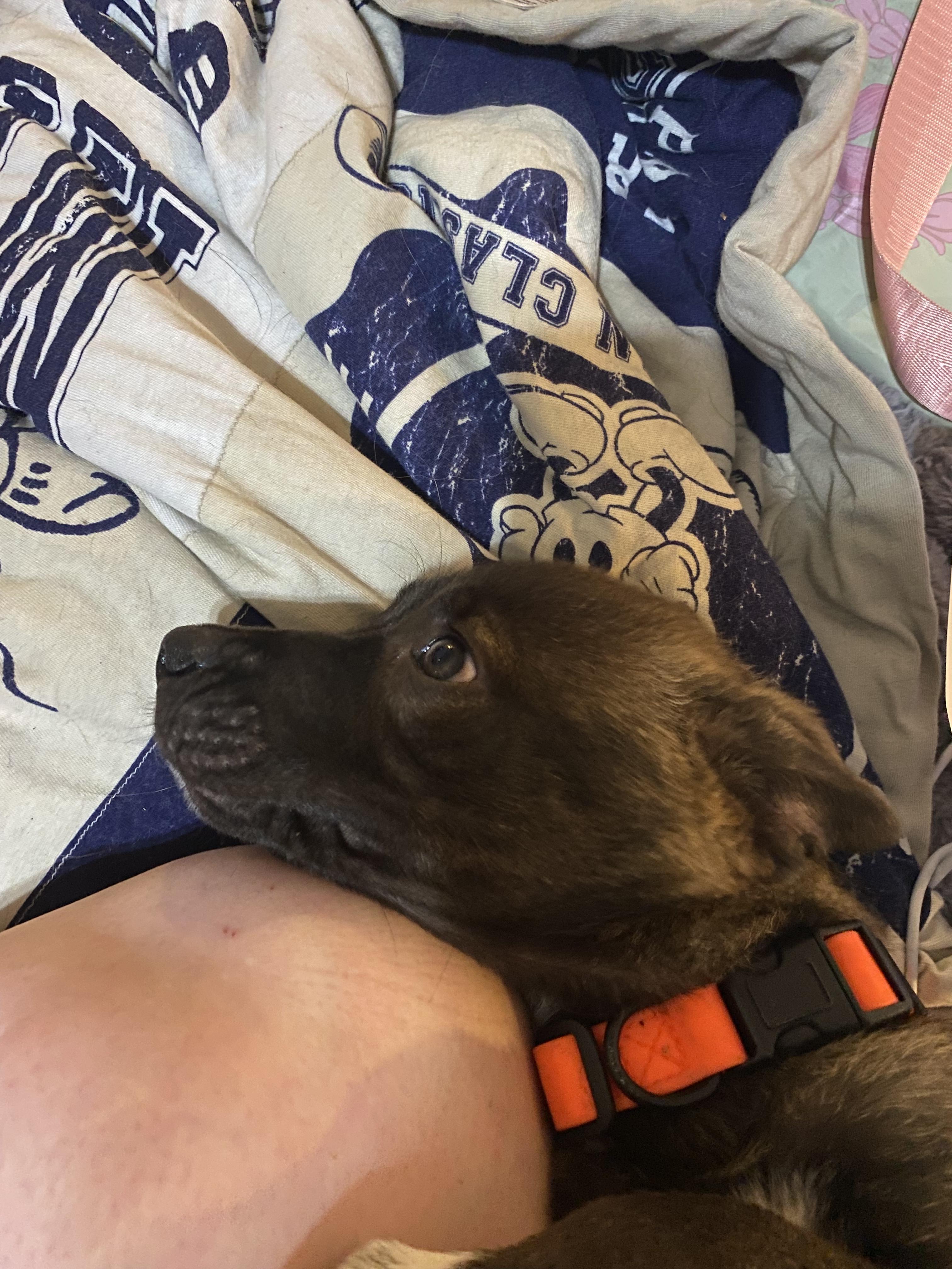 Quicksilver, a Adoptable mixed breed in Rocklin , CA image 2/4