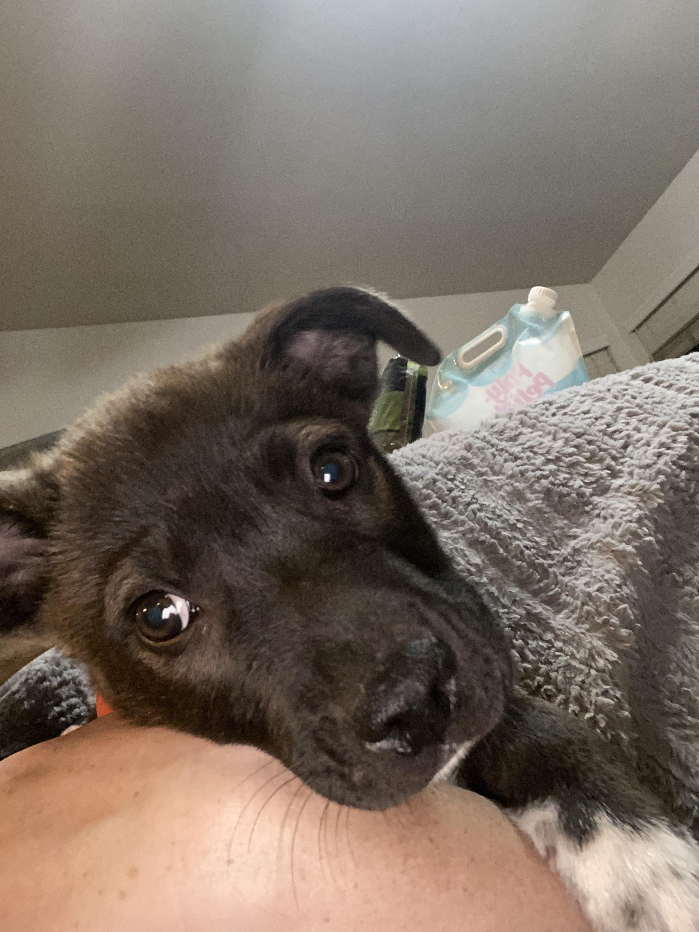 Quicksilver, a Adoptable mixed breed in Rocklin , CA image 3/4