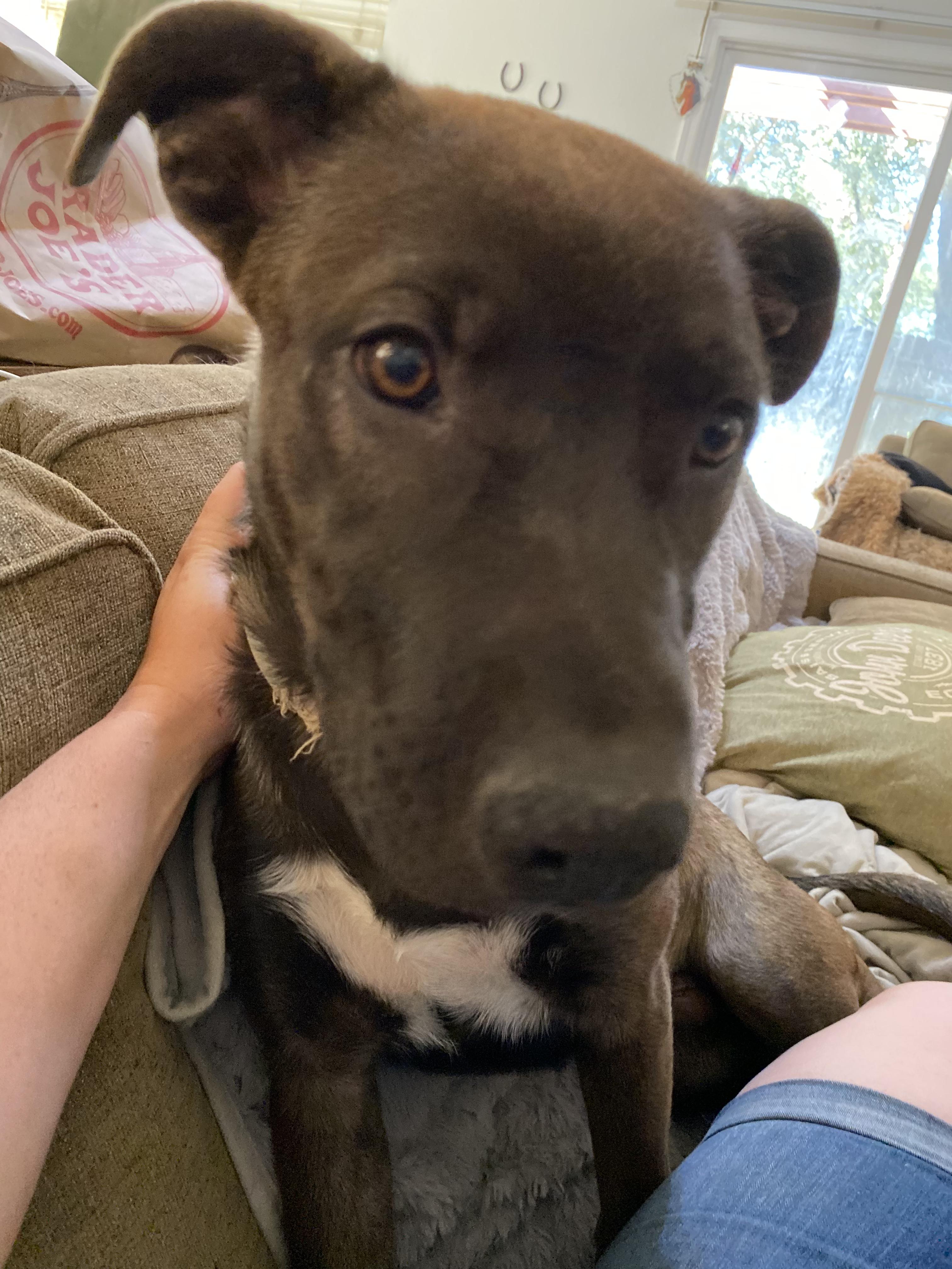 Quicksilver, a Adoptable mixed breed in Rocklin , CA image 2/6