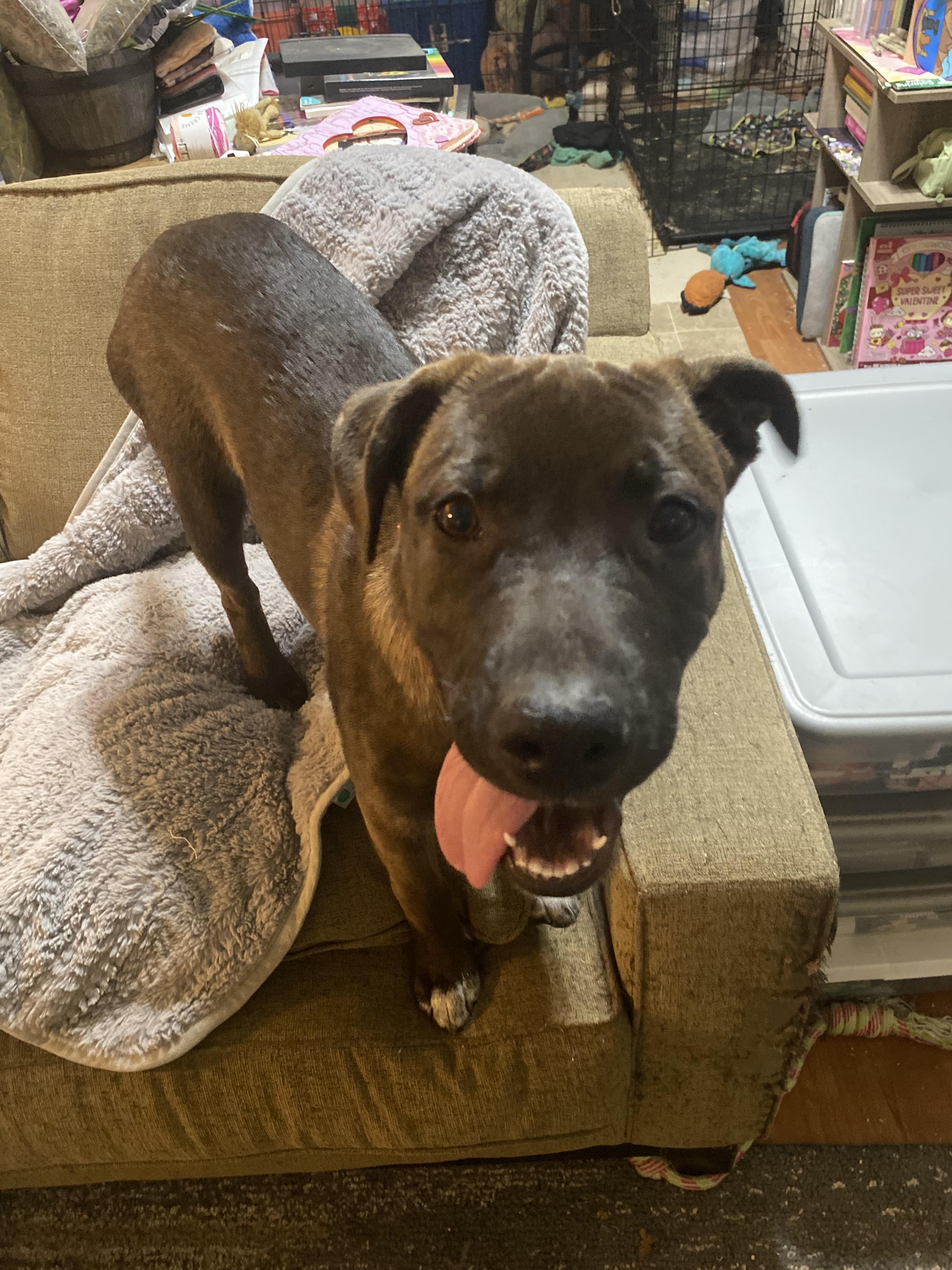 Quicksilver, a Adoptable mixed breed in Rocklin , CA image 5/6
