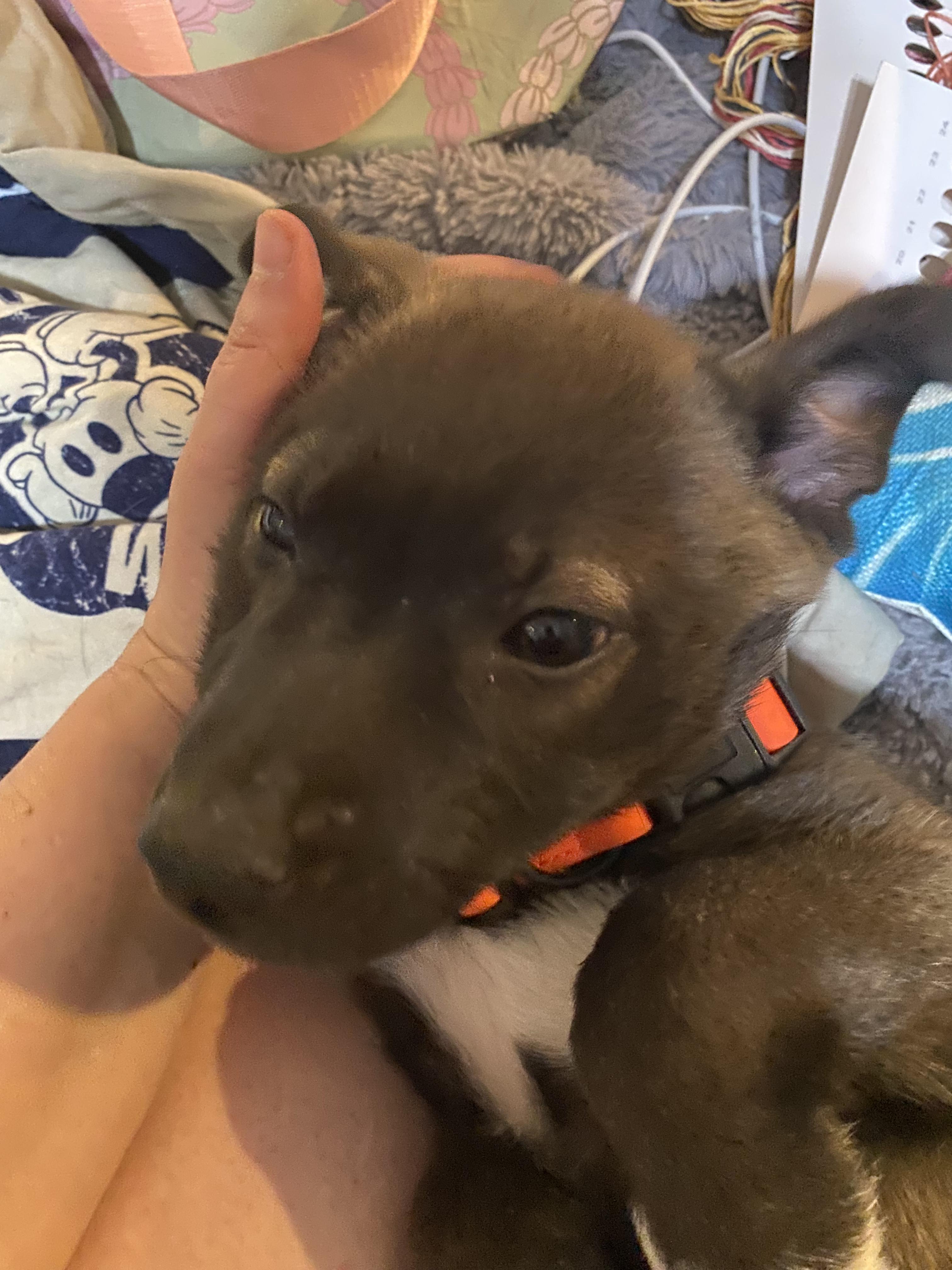 Quicksilver, Adoptable, Young Male Shepherd.