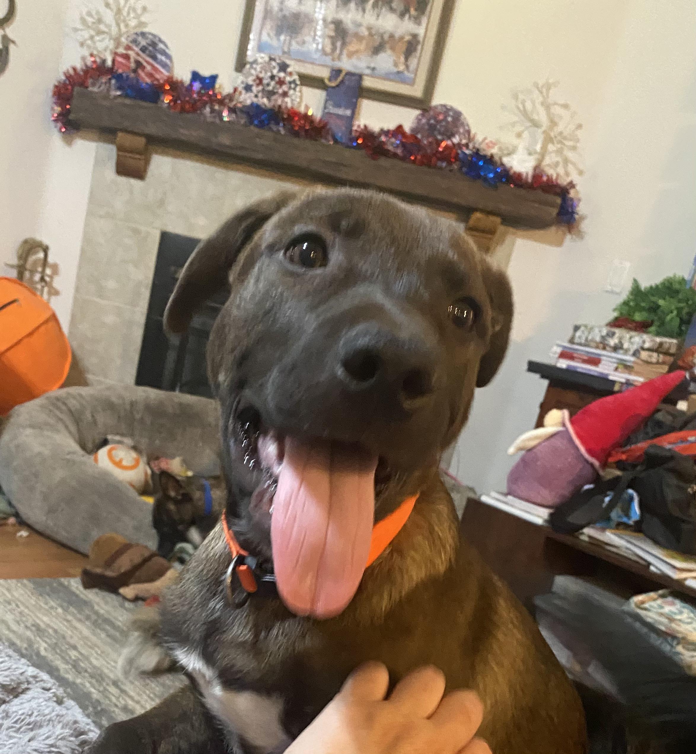 Quicksilver, a Adoptable mixed breed in Rocklin , CA image 1/6