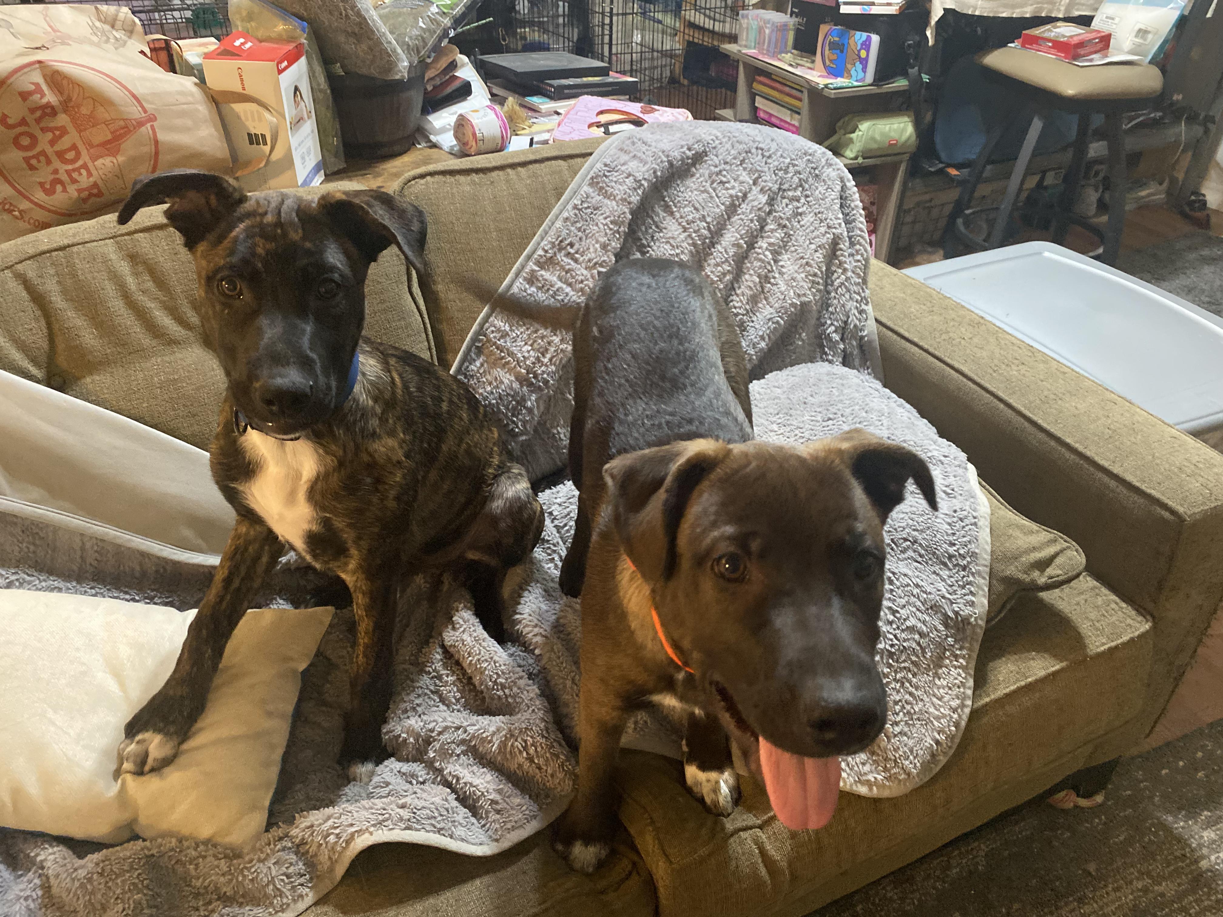 Quicksilver, a Adoptable mixed breed in Rocklin , CA image 6/6