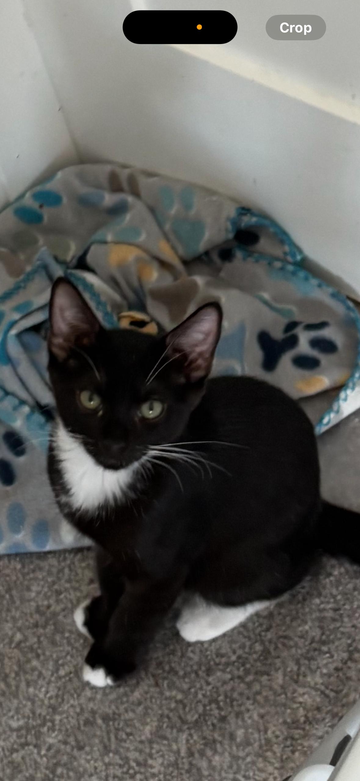 Leo, Adoptable, Young Male Domestic Short Hair.