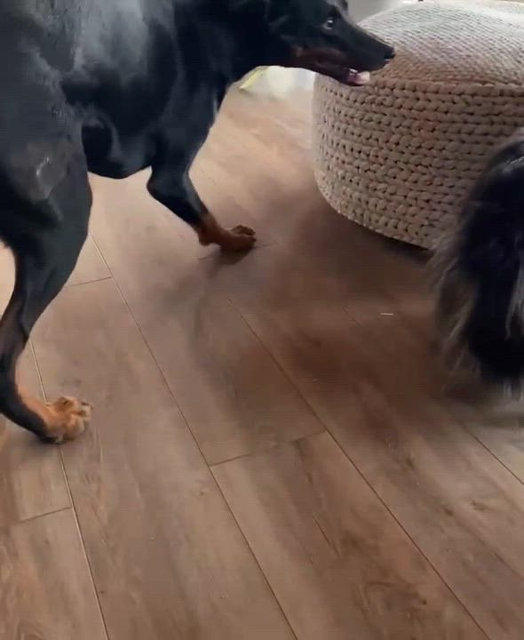 Enlarge Mossa, a Adopted Doberman Pinscher in Scarborough, ON video 1/6