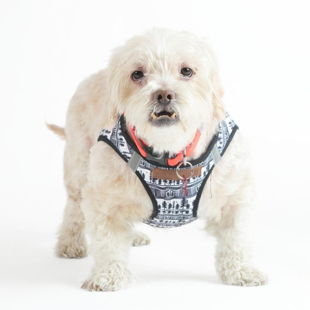 Qualifier 14227, Adoptable, Senior Male Miniature Poodle.