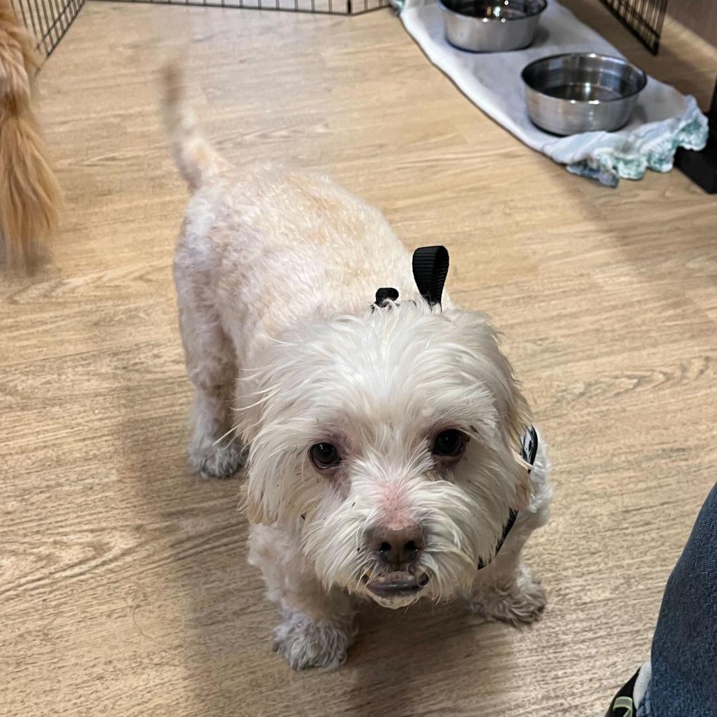 Qualifier 14227, a Adoptable Miniature Poodle in San Francisco, CA image 2/6
