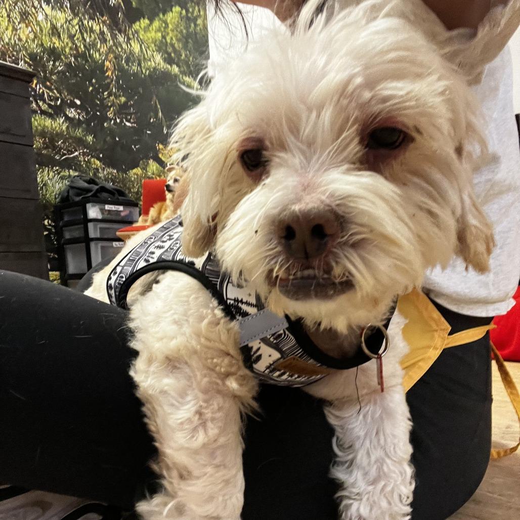 Qualifier 14227, a Adoptable Miniature Poodle in San Francisco, CA image 3/6