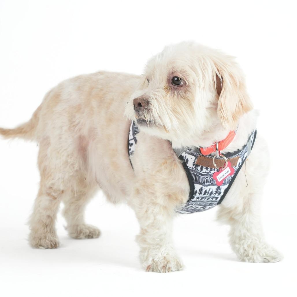 Qualifier 14227, a Adoptable Miniature Poodle in San Francisco, CA image 4/6