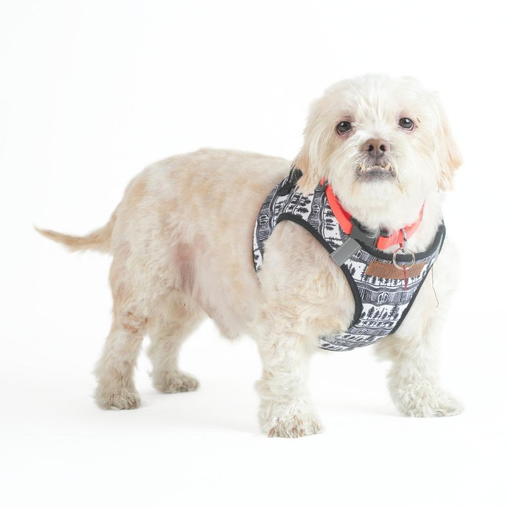 Qualifier 14227, a Adoptable Miniature Poodle in San Francisco, CA image 5/6