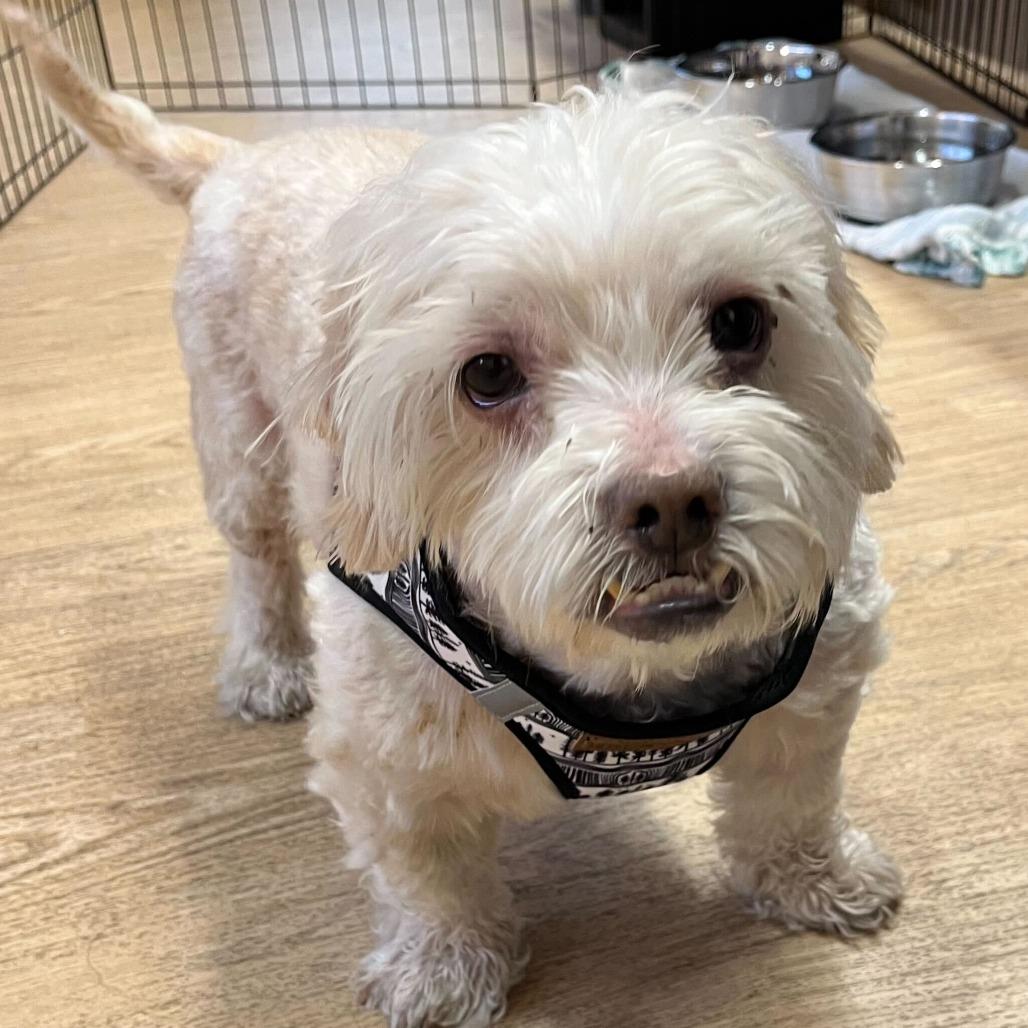 Qualifier 14227, a Adoptable Miniature Poodle in San Francisco, CA image 6/6