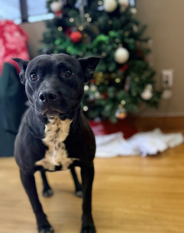 Enlarge Luna, a Adoptable mixed breed in Canton, GA image 1/1