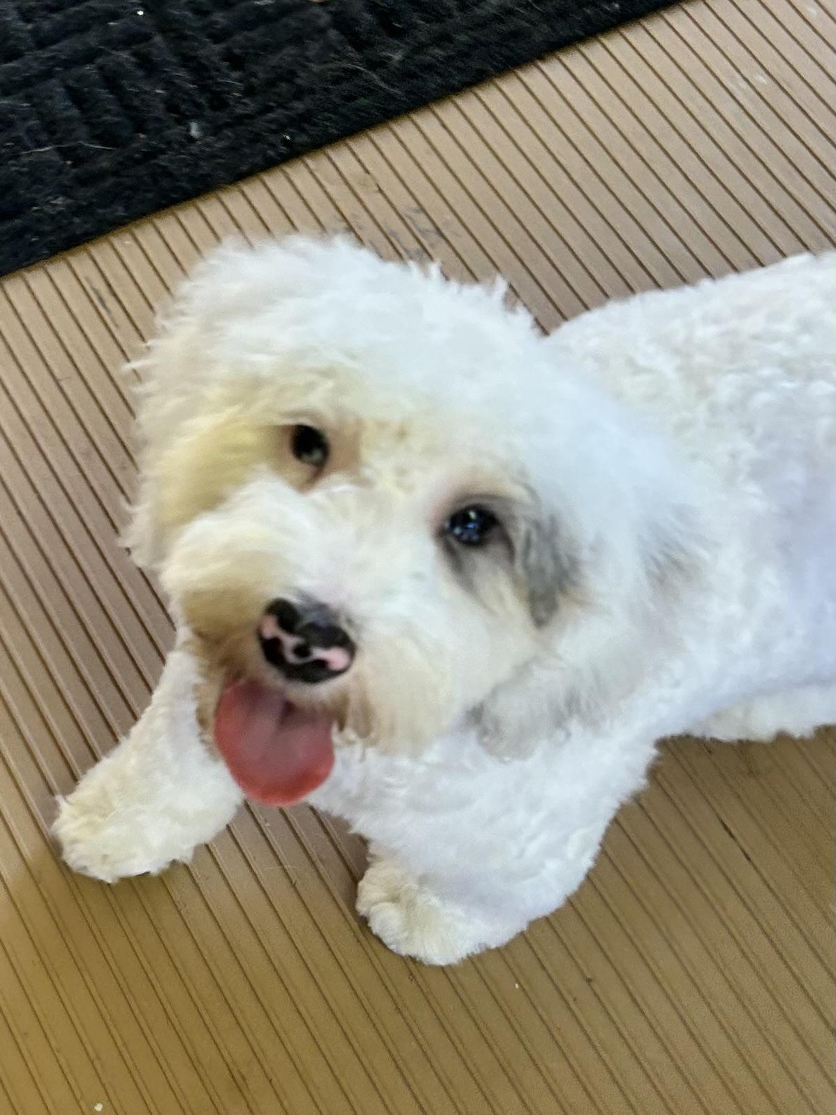 ICE MAN (mini), Adoptable, Puppy Male Bernedoodle.