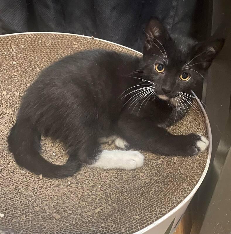 Enlarge Ferrari, an adopted mixed breed in Mississauga, ON image 1/1