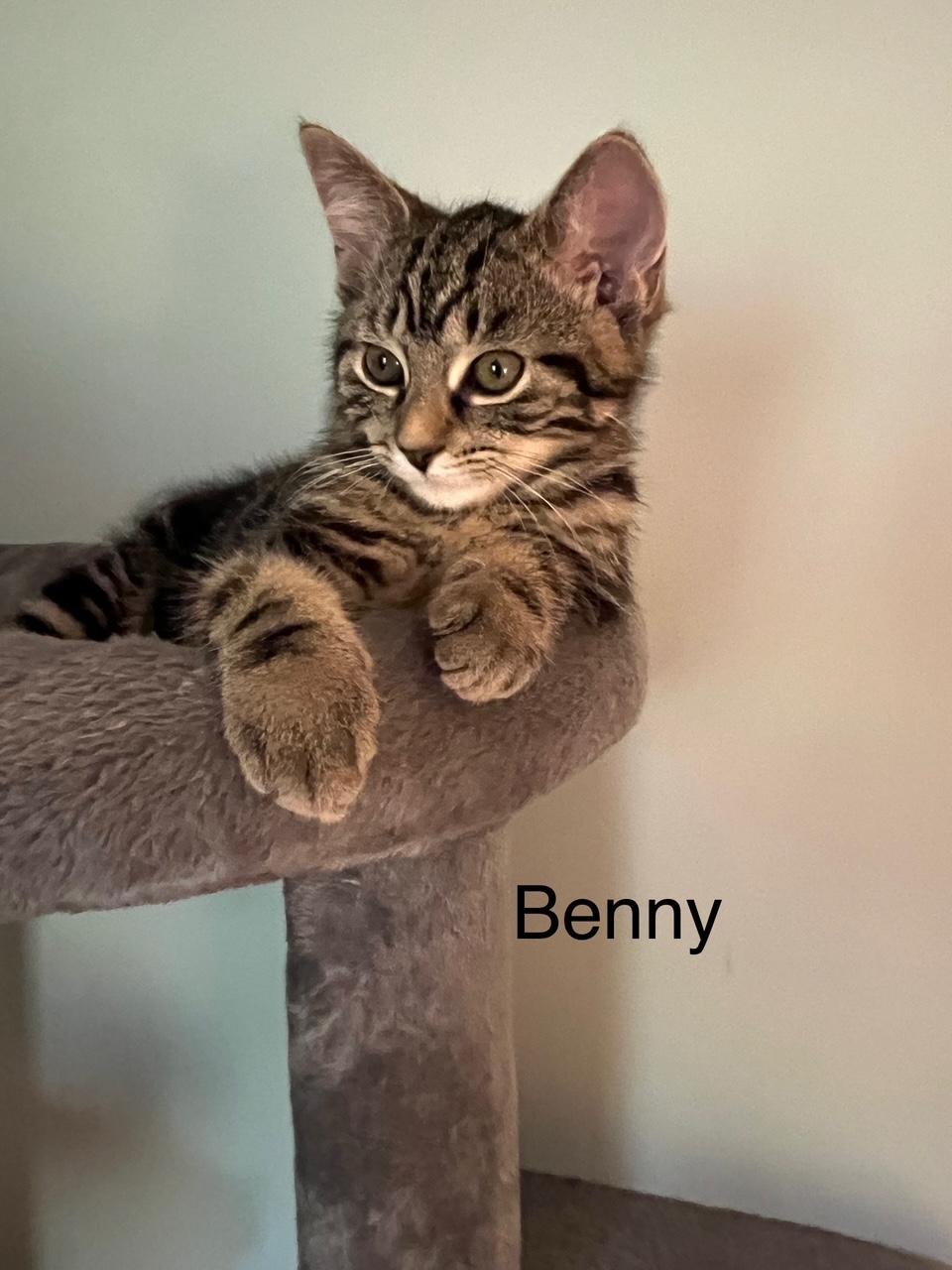 Benny photo 2