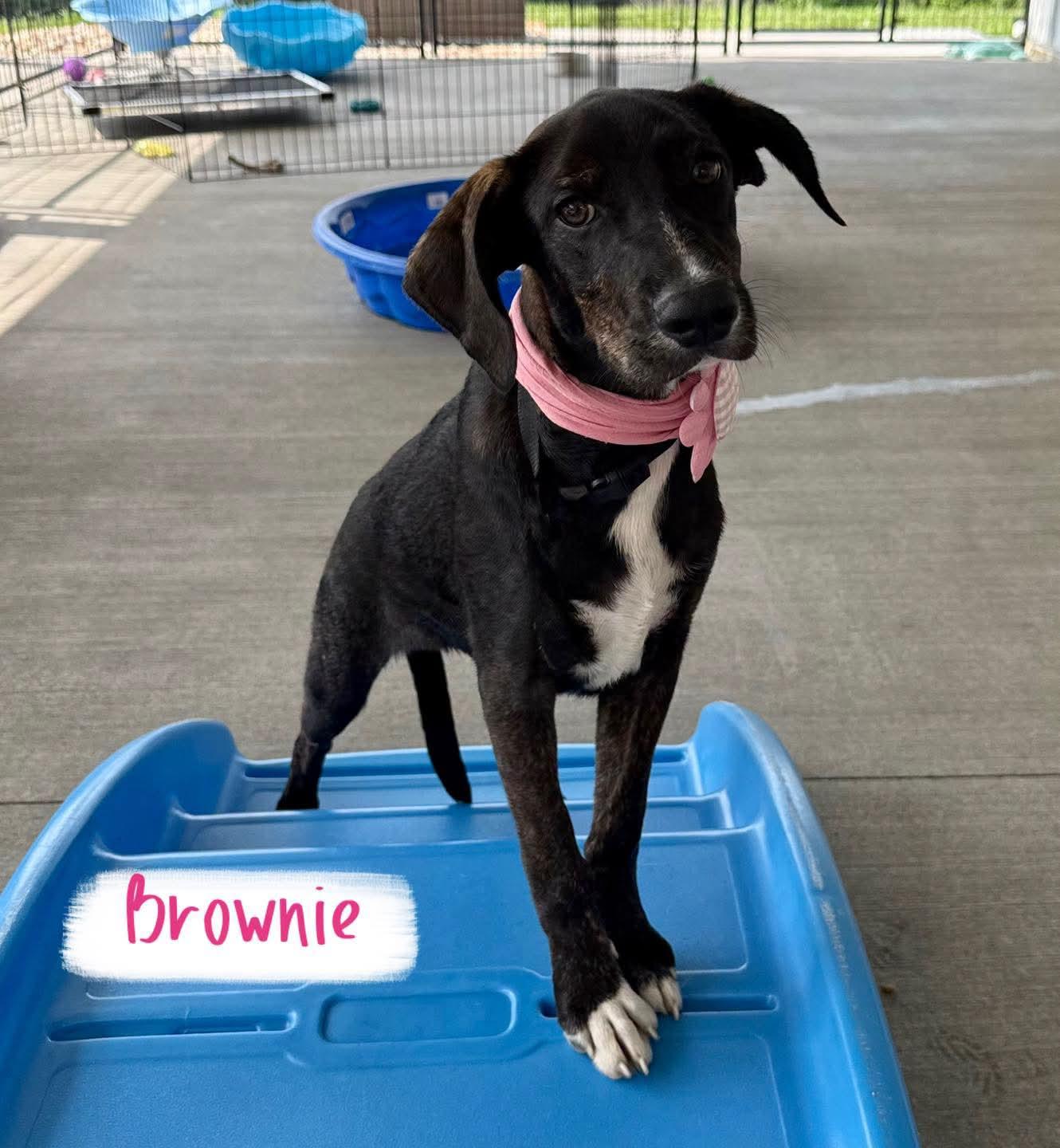 Brownie, adopted, Puppy Female Hound.