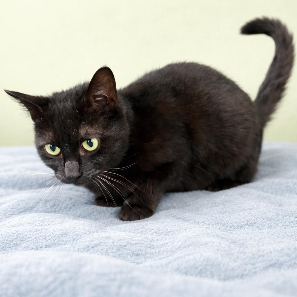 Enlarge Miranda, a ADOPTABLE Domestic Short Hair in Long Beach, WA image 4/4