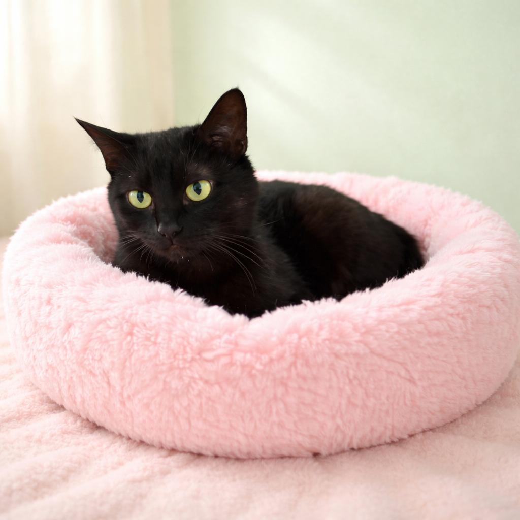 Enlarge Miranda, a ADOPTABLE Domestic Short Hair in Long Beach, WA image 1/4