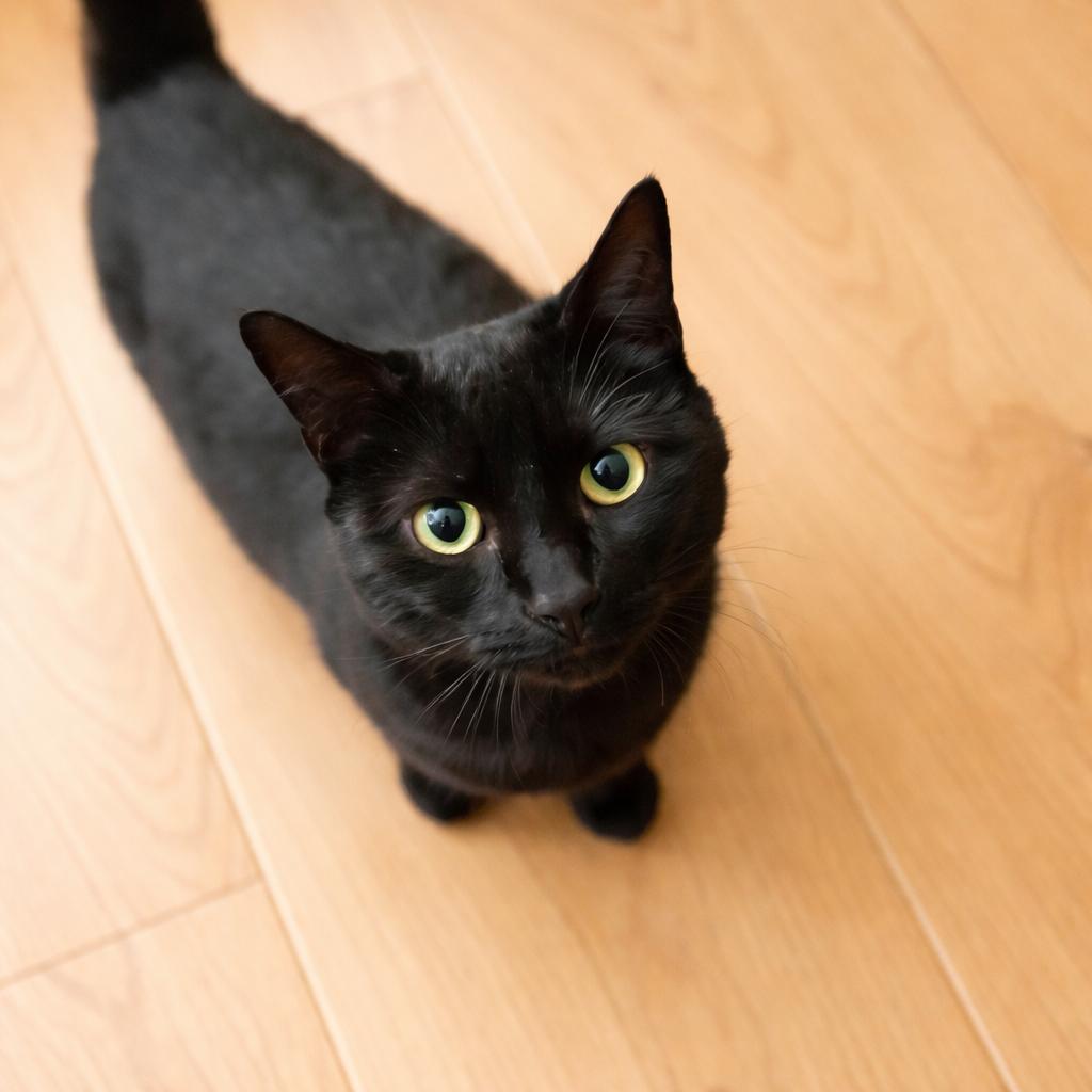 Enlarge Miranda, a ADOPTABLE Domestic Short Hair in Long Beach, WA image 2/4