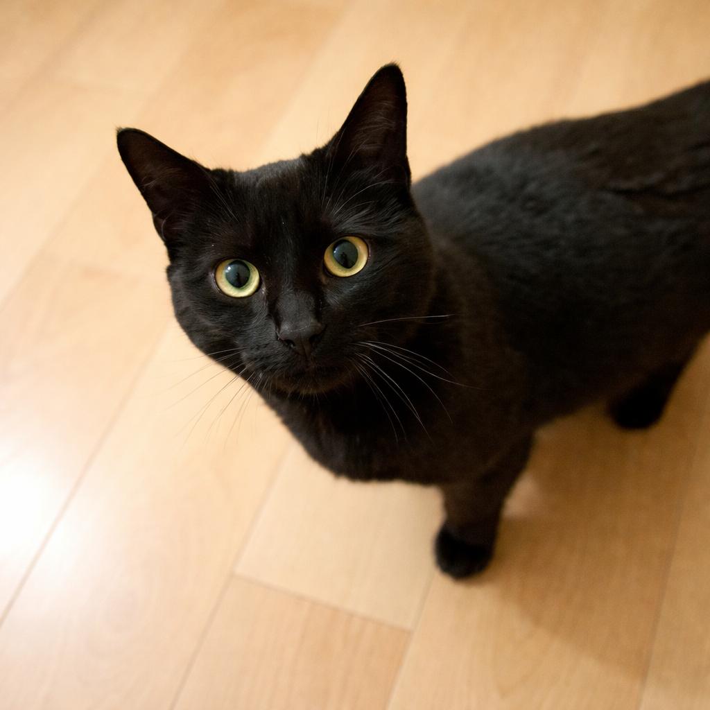 Enlarge Miranda, a ADOPTABLE Domestic Short Hair in Long Beach, WA image 3/4