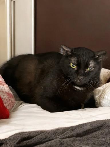 Enlarge MIDNIGHT, a Adoptable Domestic Short Hair in Agoura, CA image 1/1