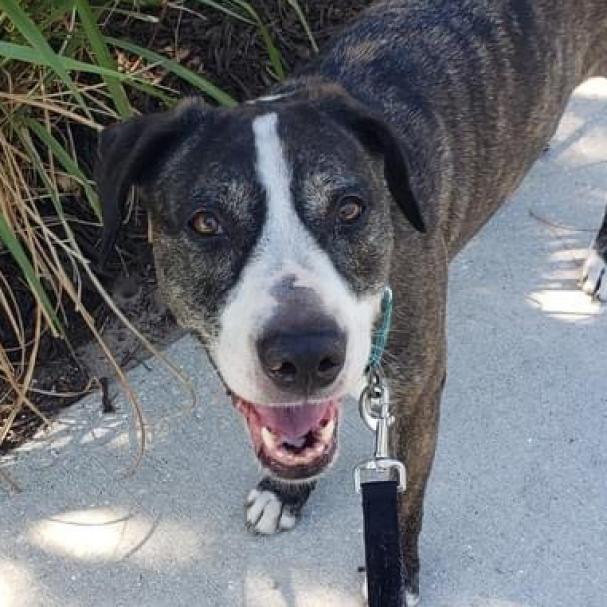 Enlarge Kora, a Adoptable mixed breed in Sarasota, FL image 1/6