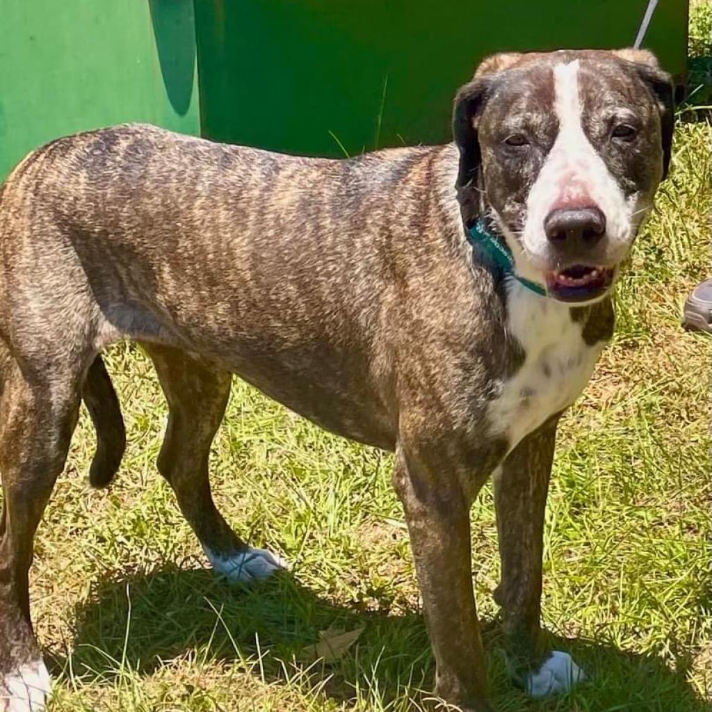 Enlarge Kora, a Adoptable mixed breed in Sarasota, FL image 2/6