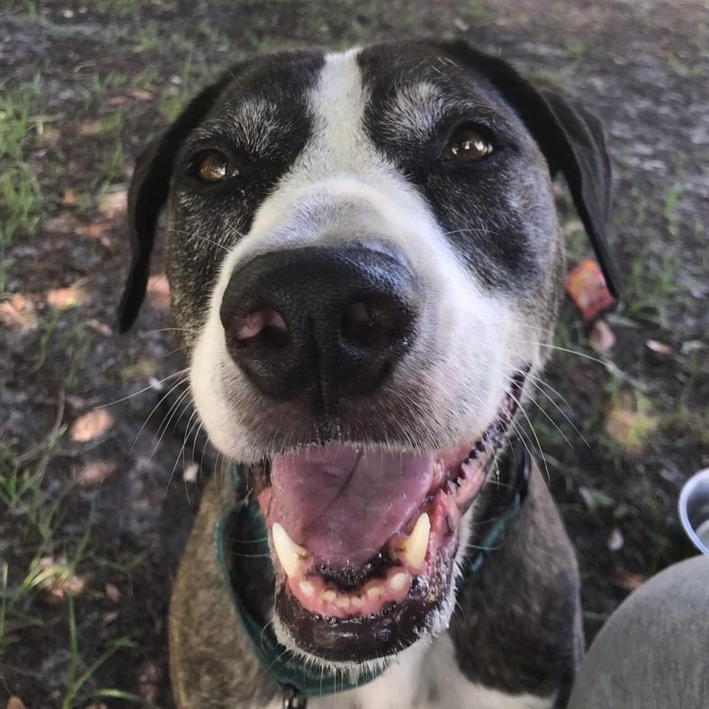 Enlarge Kora, a Adoptable mixed breed in Sarasota, FL image 3/6