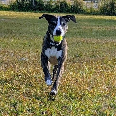 Enlarge Kora, a Adoptable mixed breed in Sarasota, FL image 3/6