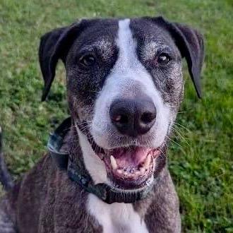 Enlarge Kora, a Adoptable mixed breed in Sarasota, FL image 4/6