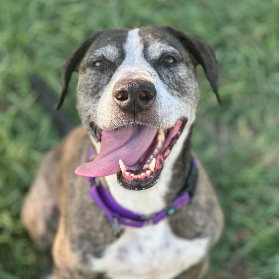Enlarge Kora, a Adoptable mixed breed in Sarasota, FL image 4/6