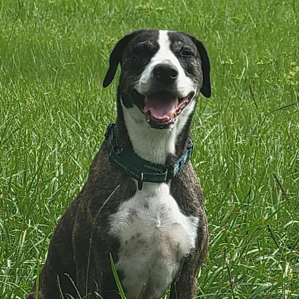 Enlarge Kora, a Adoptable mixed breed in Sarasota, FL image 5/6