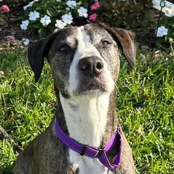 Enlarge Kora, a Adoptable mixed breed in Sarasota, FL image 6/6