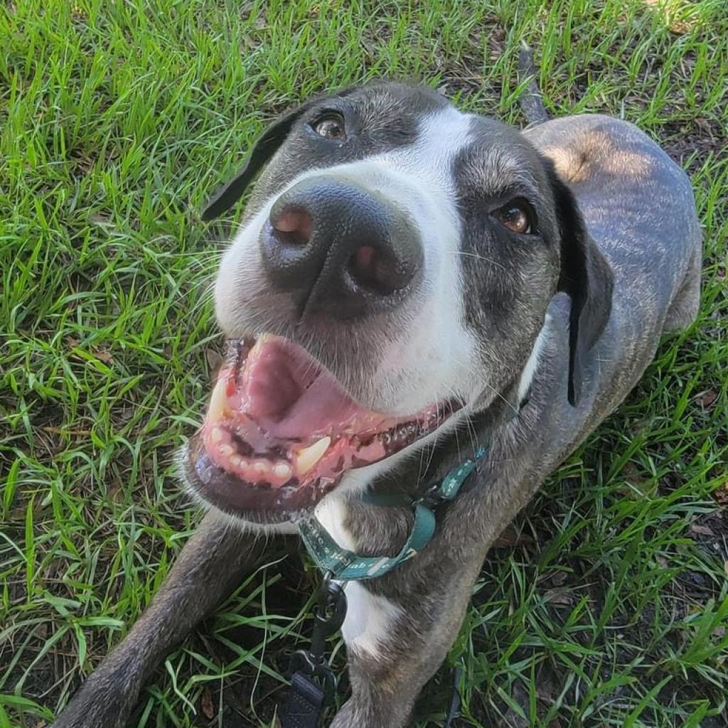 Enlarge Kora, a Adoptable mixed breed in Sarasota, FL image 6/6