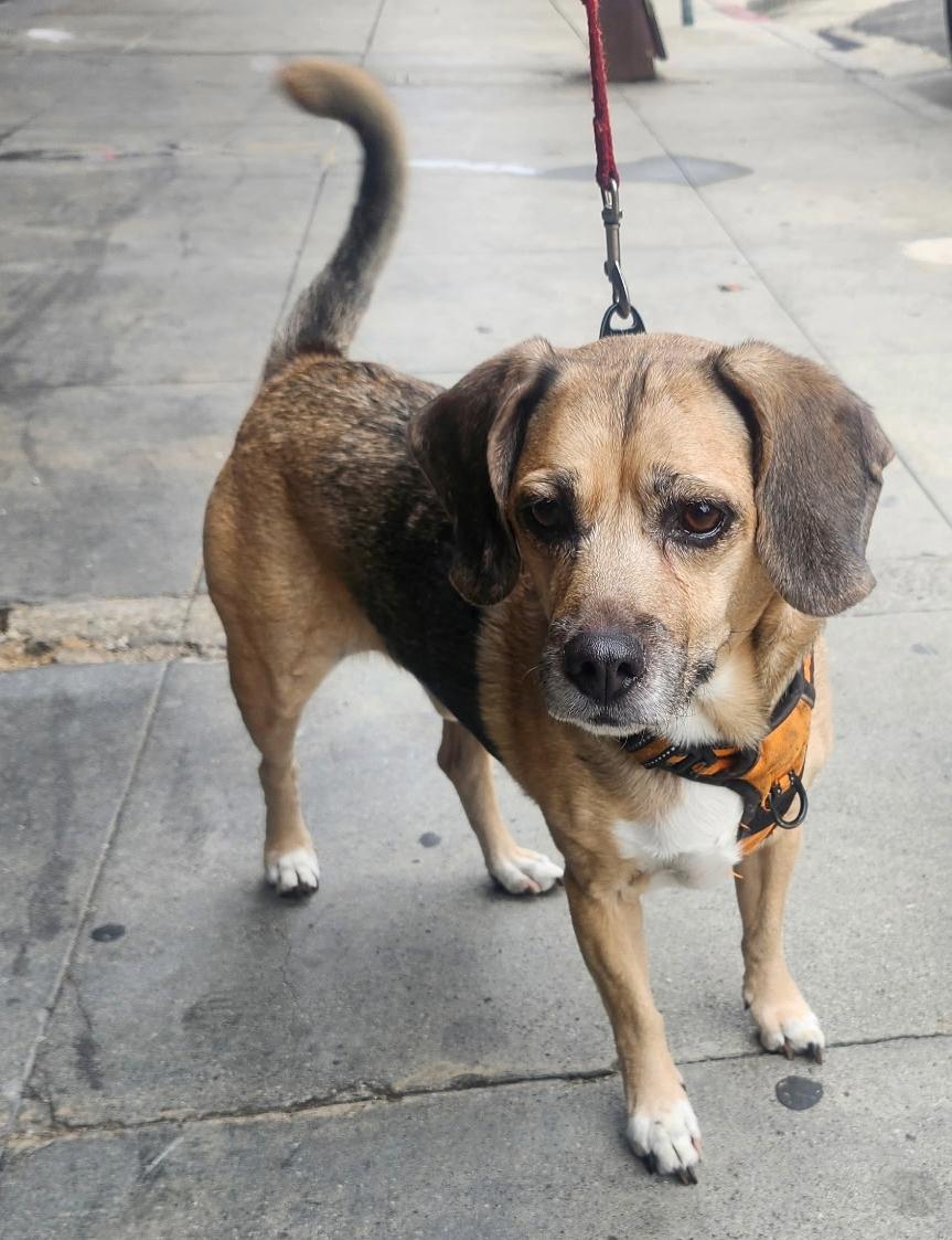 Enlarge Buddy, a Adoptable mixed breed in Sacramento, CA image 5/5