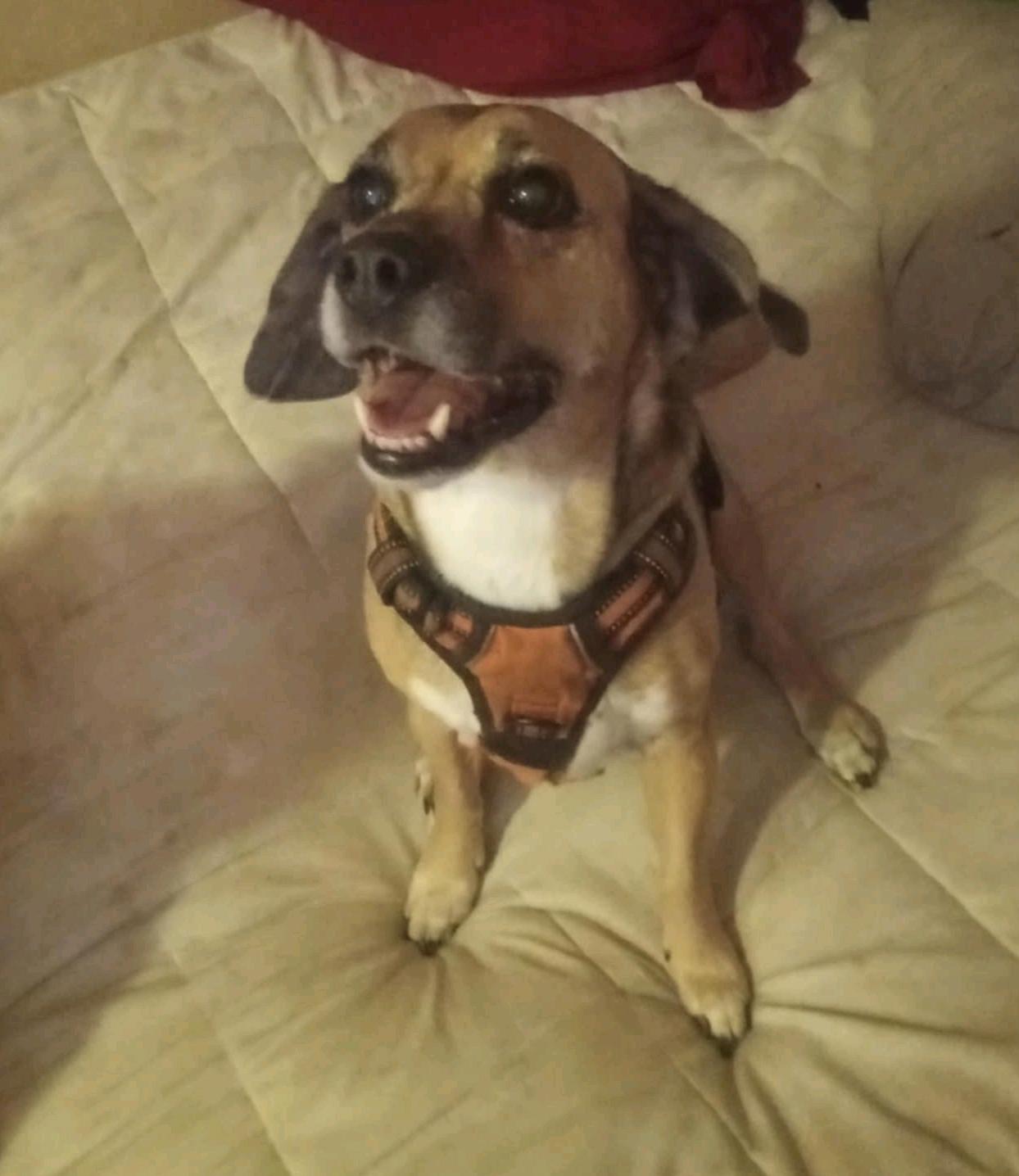 Enlarge Buddy, a Adoptable mixed breed in Sacramento, CA image 2/5