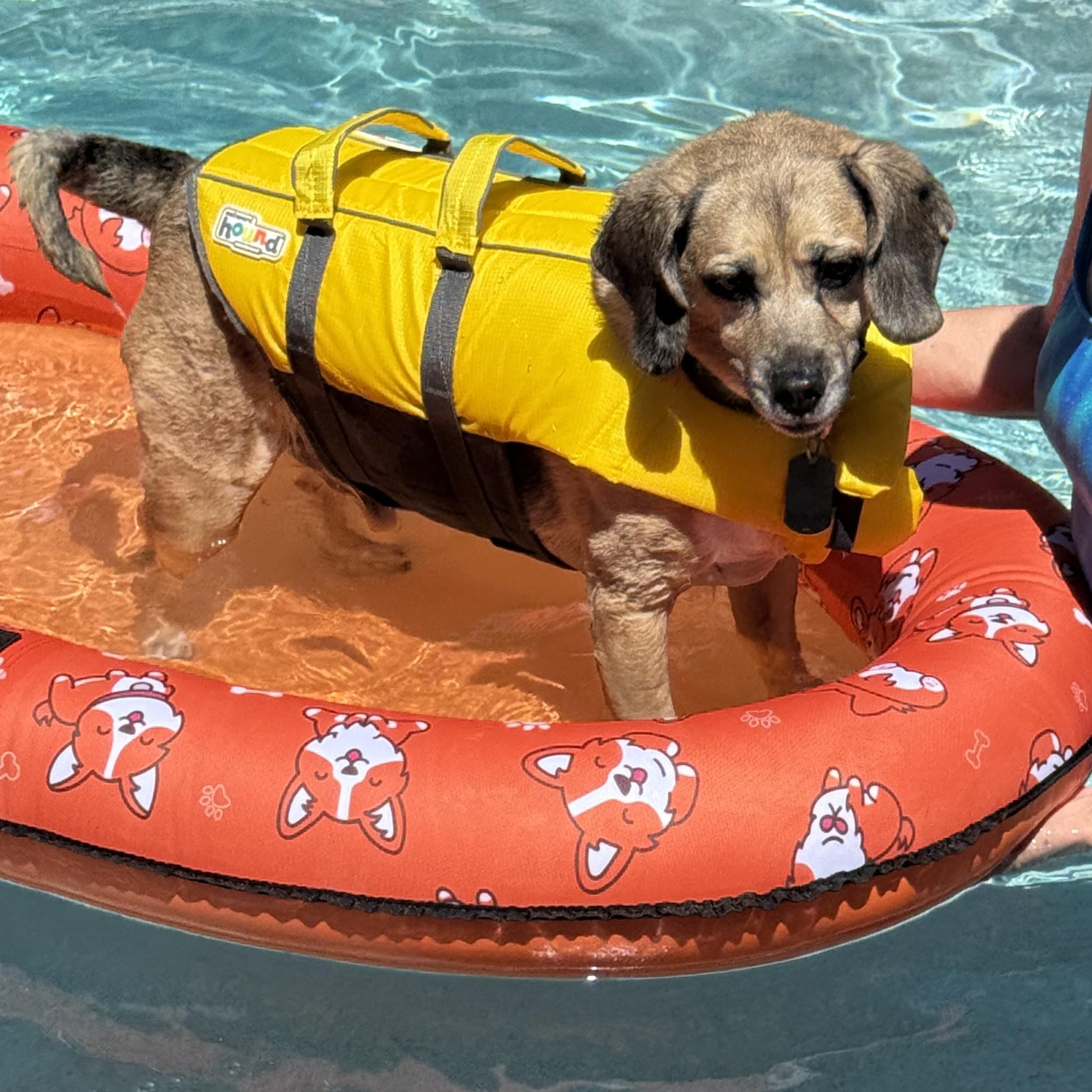 Buddy, Adoptable, Senior Male Beagle & Pug.