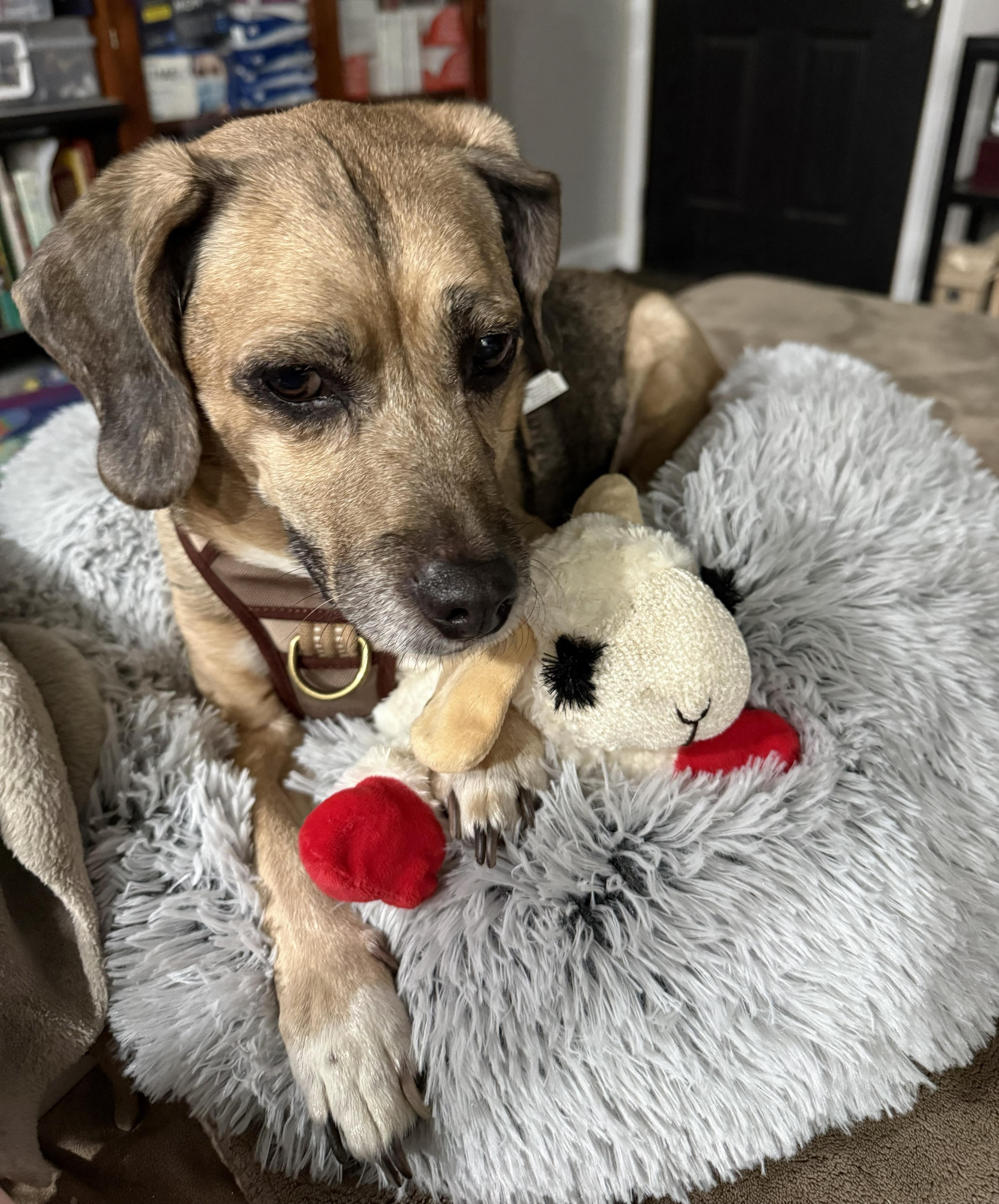 Enlarge Buddy, a Adoptable mixed breed in Sacramento, CA image 4/5