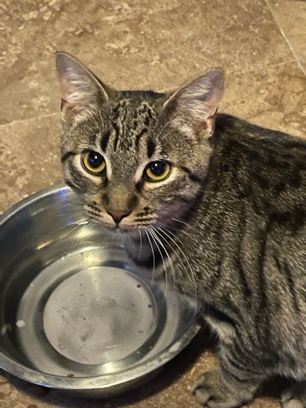 Brûlée, a Adoptable Tabby in Lauderhill, FL image 1/6