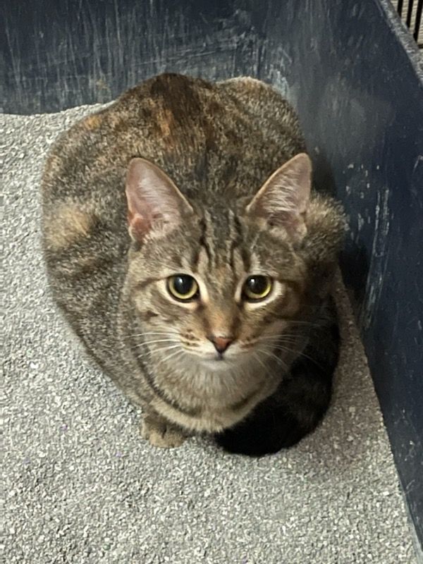 Brûlée, a Adoptable Tabby in Lauderhill, FL image 2/6