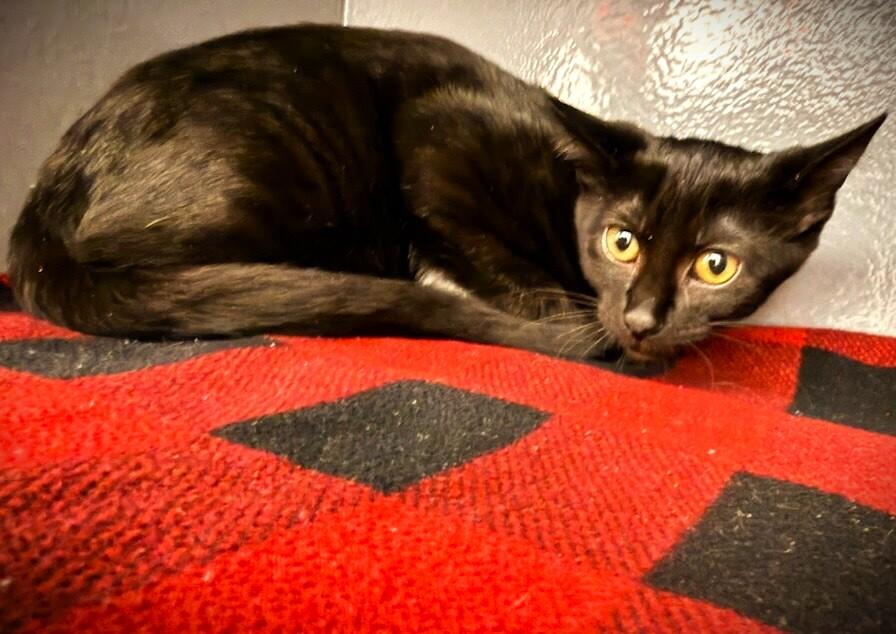 ALLIE @ Petsmart Mankato, an adopted Domestic Short Hair in Mankato, MN image 3/3