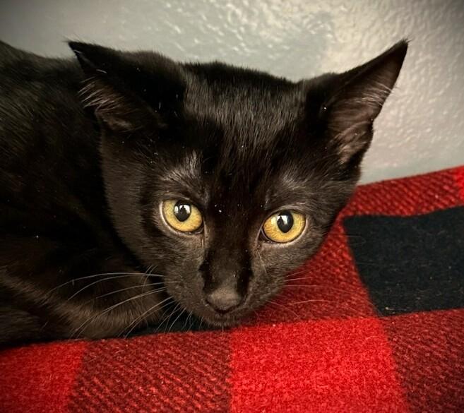 ALLIE @ Petsmart Mankato, an adopted Domestic Short Hair in Mankato, MN image 1/3