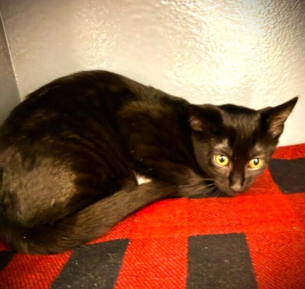 ALLIE @ Petsmart Mankato, an adopted Domestic Short Hair in Mankato, MN image 2/3