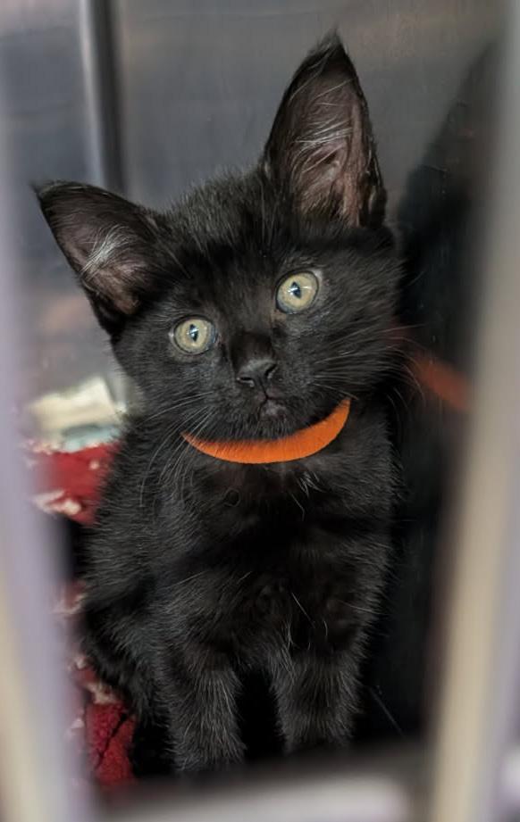 Enlarge Coal (Neutered) (Photos April 16, 2026), an adopted Domestic Short Hair in Marietta, OH image 3/4