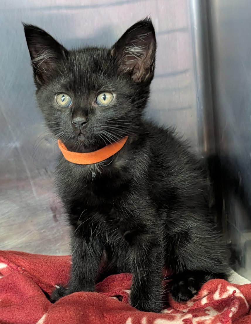 Coal (Neutered) (Photos April 16, 2026), adopted, Kitten Male Domestic Short Hair.